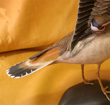 Kildeer - carved  by Bill Gibian