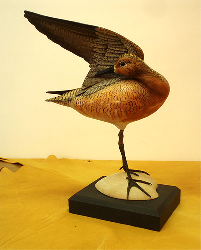 Preening Red Knot by Bill Gibian