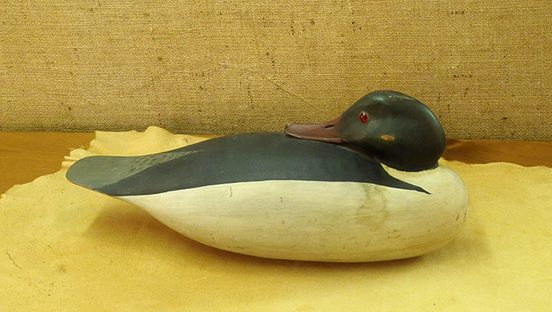 Merganser Drake