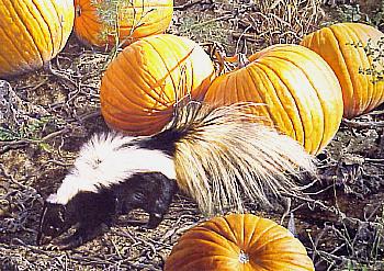 Trick or Tread -  by Carl Brenders