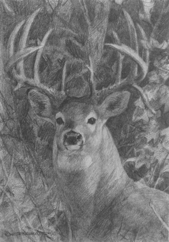 Autumn Gentleman - pencil drawing by Carl Brenders