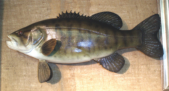 Small Mouth Bass  -  by Fred Kinne