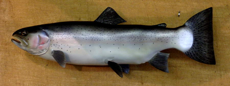 Steelhead - WOOD CARVING by Fred Kinne