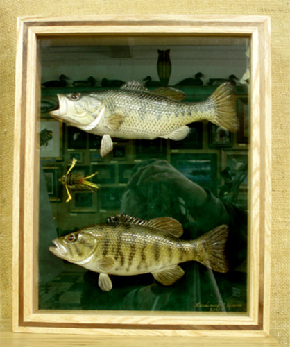Small Mouth & Large Mouth Bass  -  by Fred Kinne