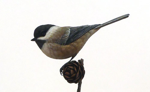 Life sized Chickadee - carved by Greg Pedersen