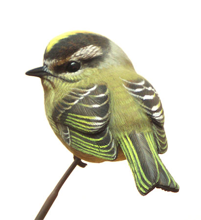 Golden Crown Kinglet - by Greg Pedersen