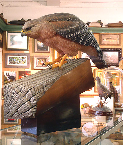 Life Sized Red Shoulder Hawk - carved by Greg Pedersen