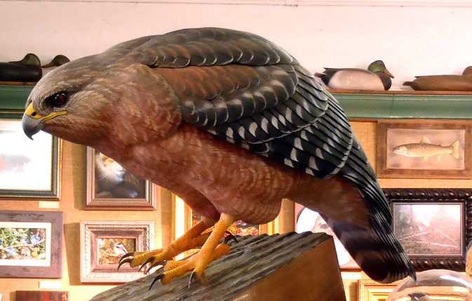 Life Sized Red Shoulder Hawk - carved by Greg Pedersen