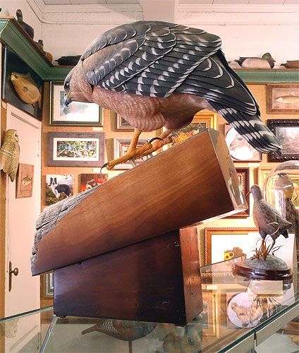 Life Sized Red Shoulder Hawk - carved by Greg Pedersen