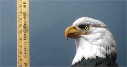 Life sized Eagle - carved by Greg Pedersen