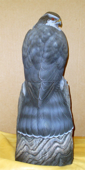 Life sized Goshawk - carved by Greg Pedersen