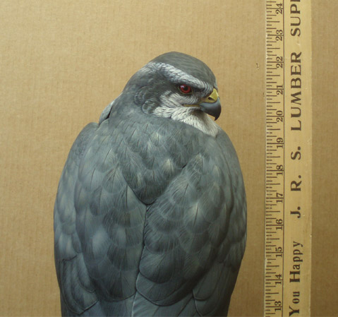 Life sized Goshawk - carved by Greg Pedersen