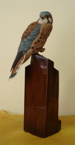 Greg Pedersen Kestrel - beak front