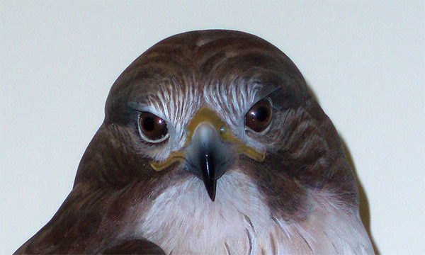 Greg Pedersen Kestrel - Post Detail