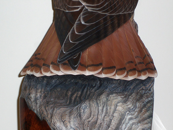 Greg Pedersen Kestrel Feet Detail
