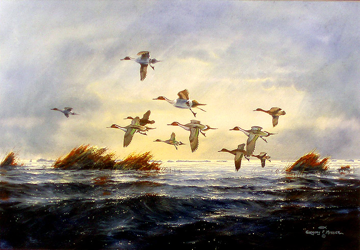 Pintails in Flight by Gregory F. Messier