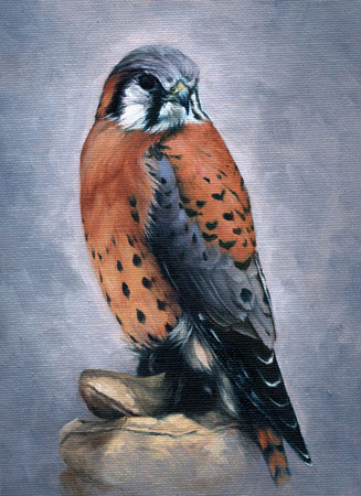 Falconers Kestrel
                    - by Gwendolyn Nikkels Closing the Gap by Gwendolyn
                    Nikkels 7.5 x 9" oil ne - by Gwendolyn Nikkels