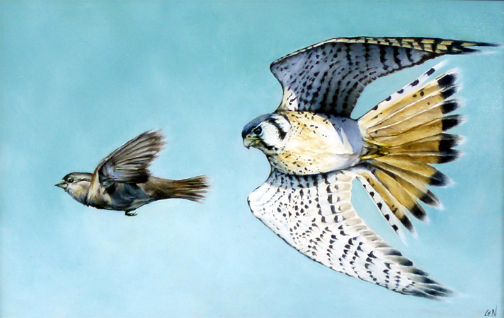 Tiny Chases -
                    Kestrel - by Gwendolyn Nikkels