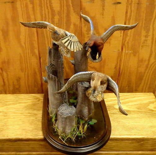 3 Cinnamon Teal Flying  - carved by Harvey Wilsonj