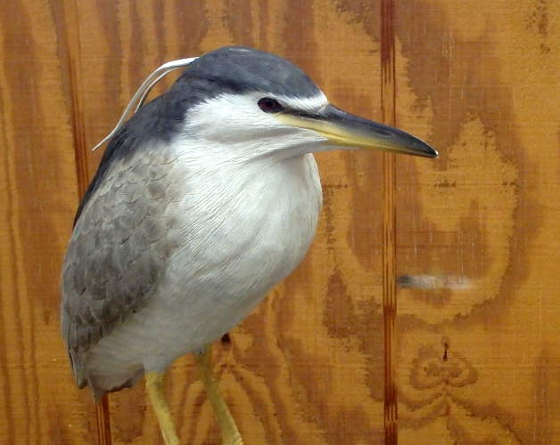 Night Heron  - carved by Harvey Wilsonj