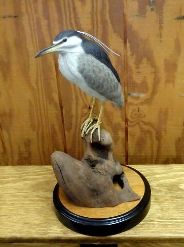 Night Heron  - carved by Harvey Wilsonj