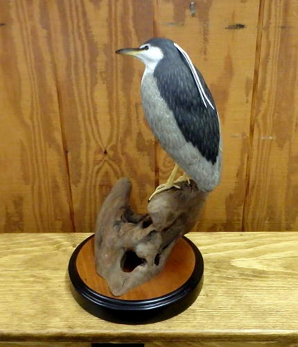 Night Heron  - carved by Harvey Wilsonj