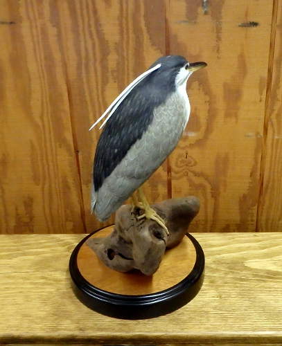 Night Heron  - carved by Harvey Wilsonj