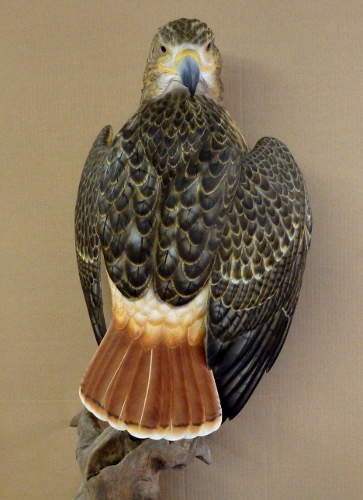 Red Tail Hawk - carved by Harvey Wilsonj