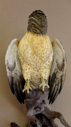Red Tail Hawk - carved by Harvey Wilsonj