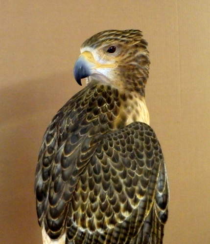Red Tail Hawk - carved by Harvey Wilson