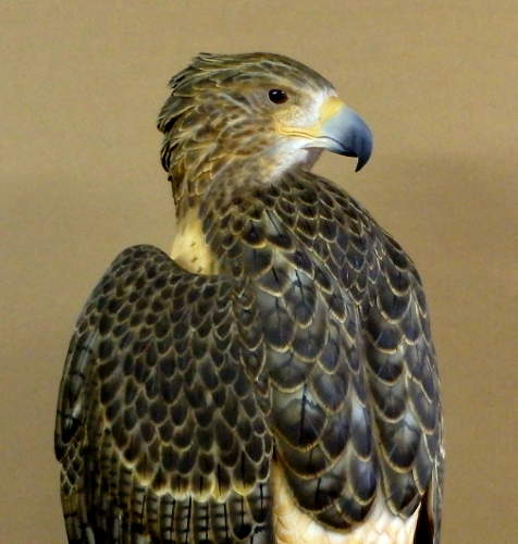 Red Tail Hawk - carved by Harvey Wilsonj