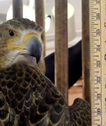 Red Tail Hawk - carved by Harvey Wilsonj