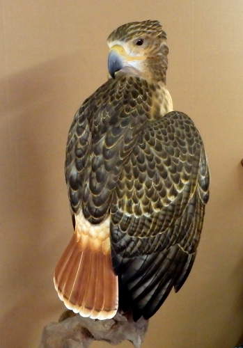 Red Tail Hawk - carved by Harvey Wilsonj