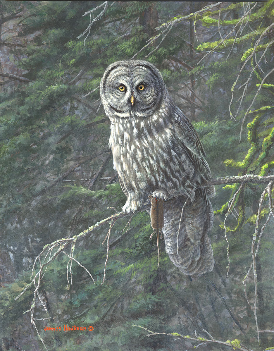 Great Grey and Prey by Jim Hautman