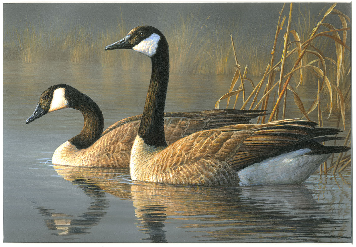 Canada Geese  by Jim Hautman