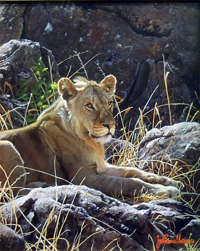 Lion at Rest  by John Mullane