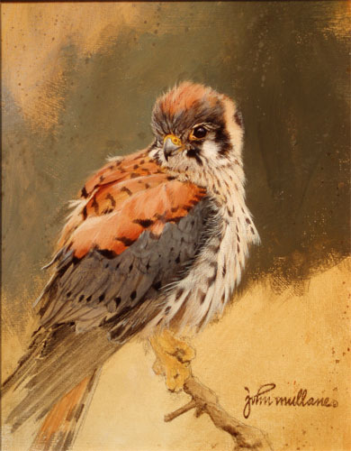 Kestrel Study by John Mullane