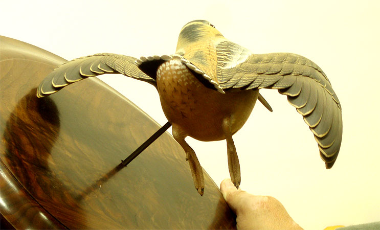 Woodcock by Josh Brewer - tail feather detail