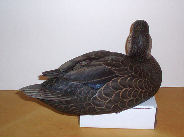 Hen Black Duck - by Ken Scheeler