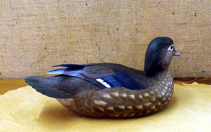 Hen Wood Duck carving - by Ken Scheeler