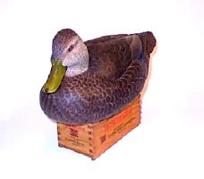 Drake Black Duck carved by Ken Scheeler