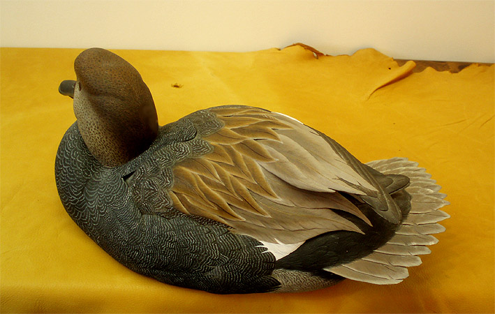 Gadwall Drake by Mark Strucko