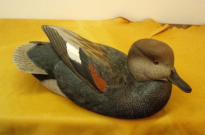 Gadwall Drake by Mark Strucko