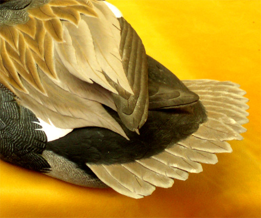 Gadwall Drake by Mark Strucko