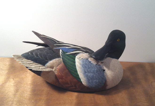 Shoveler Drake - carved  by Mark Strucko