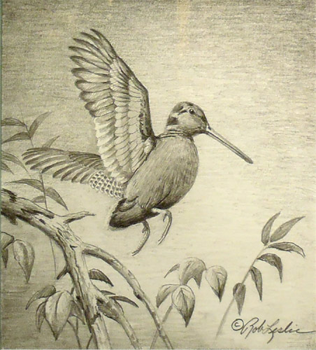 "Woodcock" by Rob Leslie