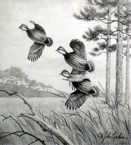 "Quail" by Rob Leslie