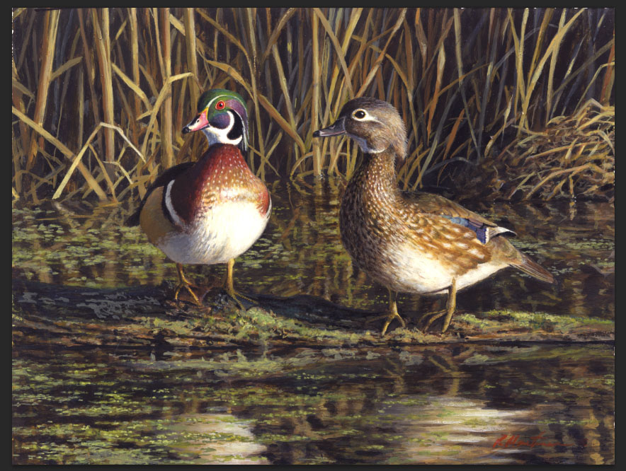 Wood Ducks  by Robert Hautman