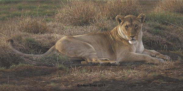 African Repose (Lioness) - by Adam Smith
