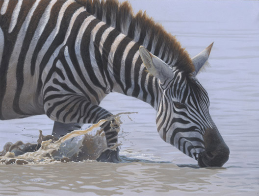 "Refresh"- Zebra - by Adam Smith